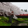 角館：桧木内川堤2