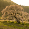 黄昏の桜