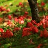 ・・落花・・