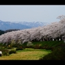角館：桧木内川堤4