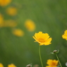 道端に咲く花