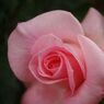 春色　薔薇ピンク
