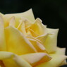 春色　薔薇　黄
