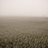 Rural scene 01