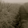 Rural scene 02