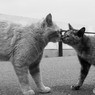 コムギくんとヨゴミちゃん