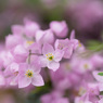 BORONIA