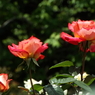 智光山公園・薔薇1