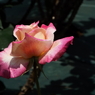 智光山公園・薔薇2
