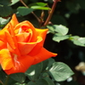 智光山公園・薔薇3