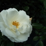 智光山公園・薔薇8