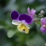 春の花