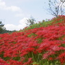 彼岸花４