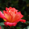 智光山公園・薔薇11