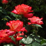 智光山公園・薔薇12