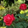 智光山公園・薔薇13