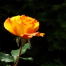 智光山公園・薔薇14
