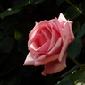 智光山公園・薔薇16