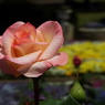 智光山公園・薔薇18