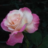 智光山公園・薔薇19