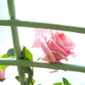 智光山公園・薔薇20