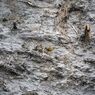 Weathered wall
