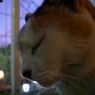 考える猫