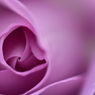 Purple Line of Beauty
