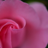 Pink Line of Beauty