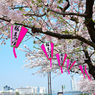 隅田川の桜まつりのちょうちん