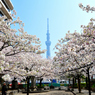 スカイツリーと桜