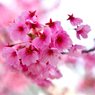 河津桜