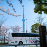 スカイツリーと桜と桜バス