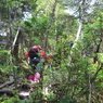 四阿山登山道樹林帯より