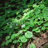 薄暗い樹林帯に咲く花々