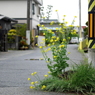 写真句：道端の花２：NTW 125