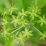 春の緑の線香花火 (サルトリイバラ)