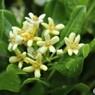 花も黄緑に染まる？