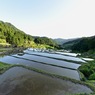 四谷千枚田の春