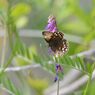 頑張って・・・　DSC_2443
