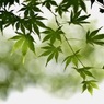 山里の風