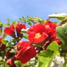 ボケの花