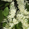 ナナカマドの花