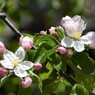 りんごの花