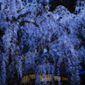 滝桜