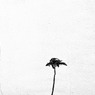 別腹 (09)