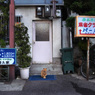 新世界の猫