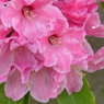 石楠花