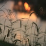 夕暮れまったり虫の声