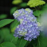 立夏　紫陽花